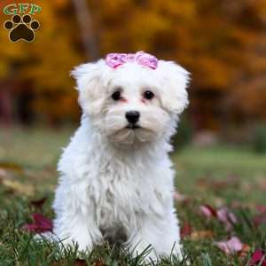 Lila, Maltipoo Puppy